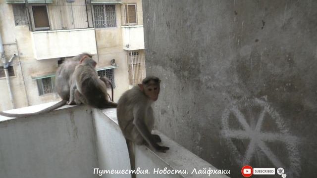 Приручил диких обезьян. Wild monkeys
