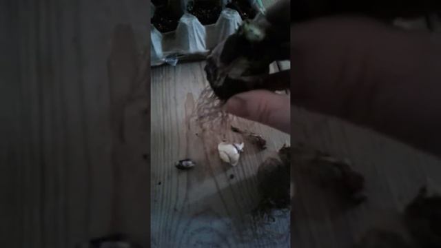 Гиацинт сажаем. Эксперимент