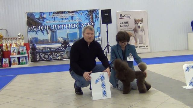 135  LUCKY PERFECT CERCEA. Моно пуделей Екатеринбург 22,01,23,
