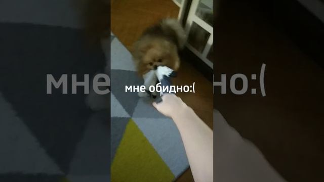если что, Боня немецкий шпиц:)