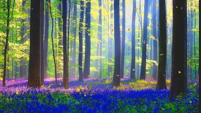 Индейские флейты   Forest Sounds   New Age