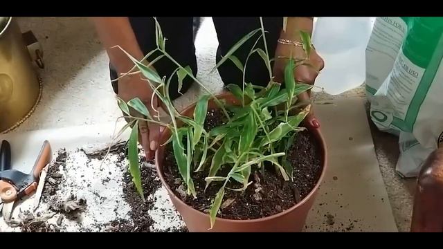 Update On My Ginger Plants Growing In Zone 5b