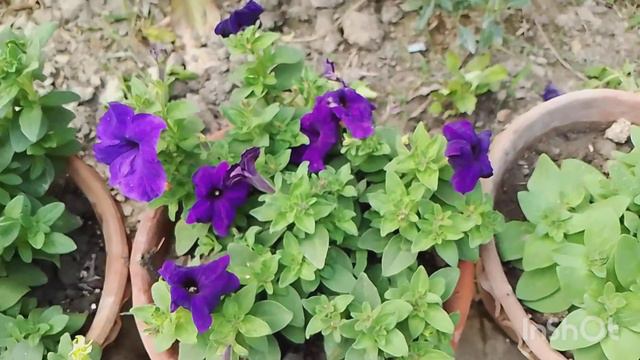 petunia flower plant. colourful petunia flower. green friends. green garden. green view.