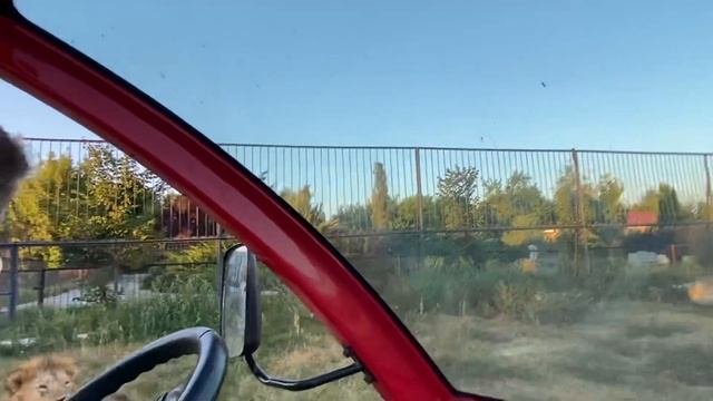 Лев Гек ВЫБИВАЕТ РАСЧЕСКУ ИЗ РУК !
