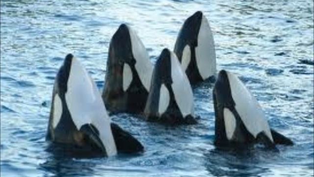 The Antarctic Files: "Killer" Whales / Springtime @ Comandante Ferraz...Zod. 1 of 2