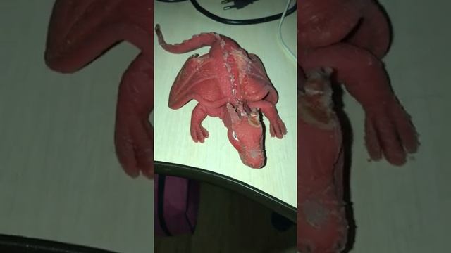 1 часть обзора дракон тянучка