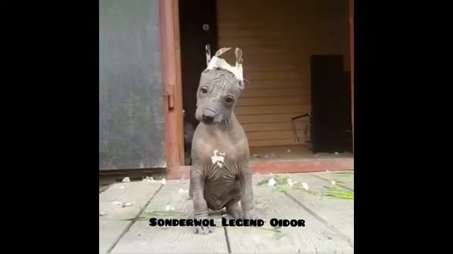 Xolo for sale / продажа щенков ксоло