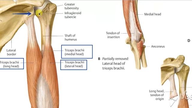Triceps