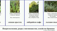 Покритосеменни, разред тинтявоцветни, семейство брошови еньовче лазаркиня angiosperms психотрия