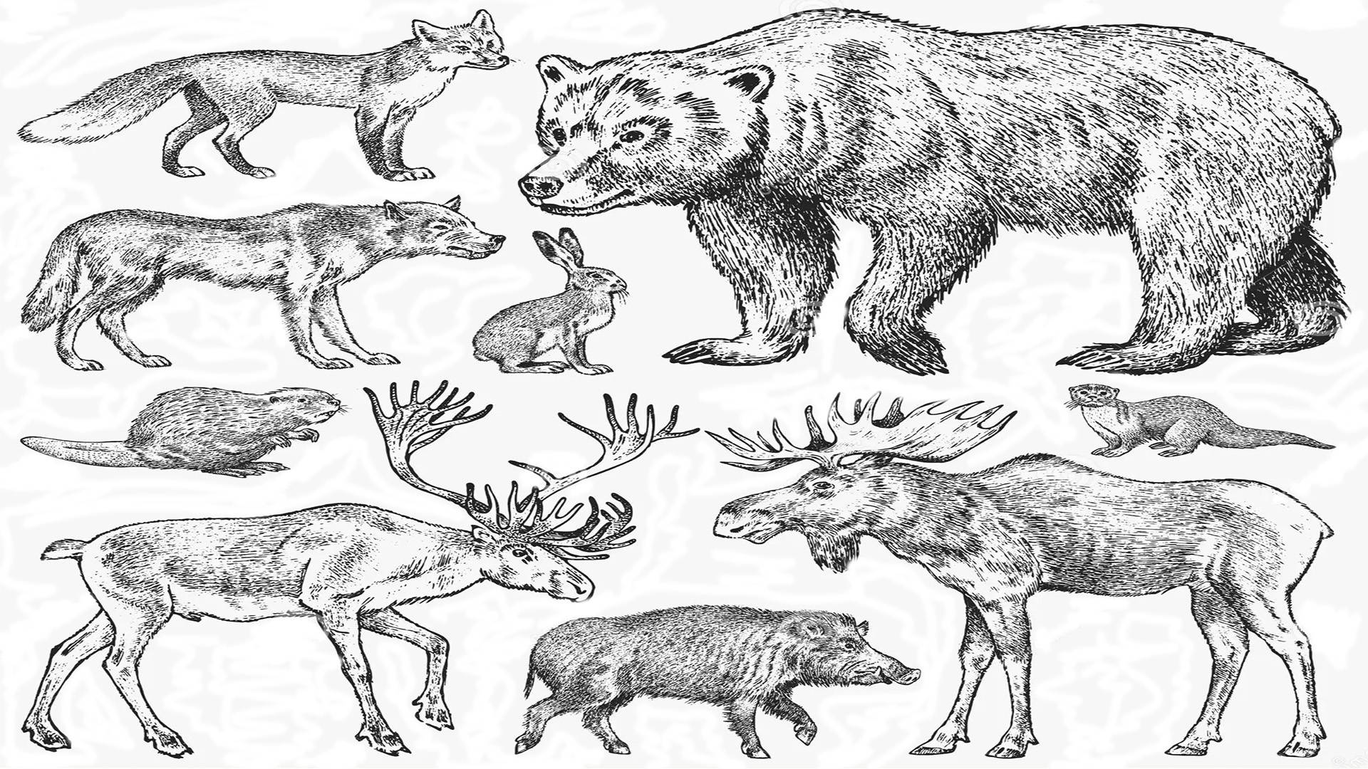 Животные: медведь, лось, кабан, рысь, волк и птицы. Животные Вологодской области