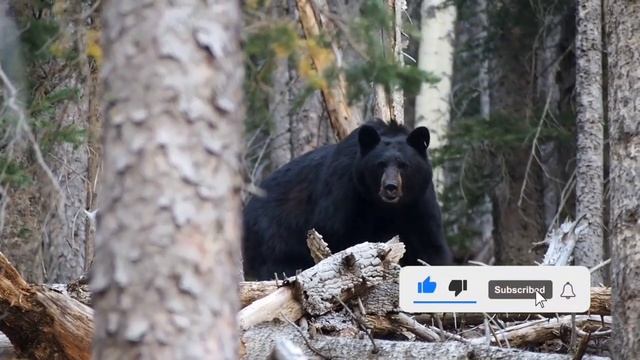 Учим Животных на английском Корова Слон Динозавр Лошадь Развивающие Мультики для Детей