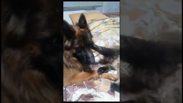 КОГДА ДЕЙСТВИТЕЛЬНО ДЕЛАТЬ НЕЧЕГО ))) НЕМЕЦКАЯ ОВЧАРКА МУФАССО