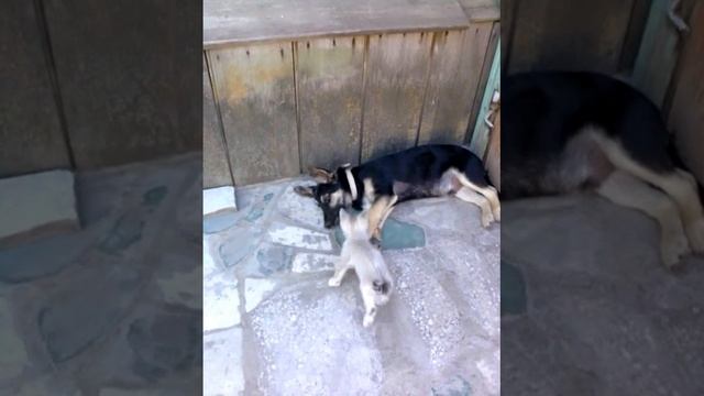 Давай подеремся?