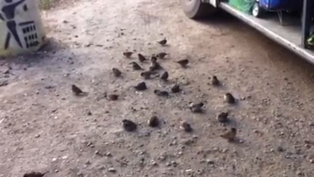 Воробьи купаются