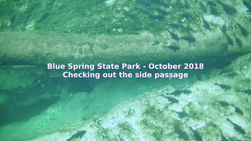 Freediving - Blue Spring State Park | Orange City, FL
(Голубая весна | Ориндж-Сити, Флорида)