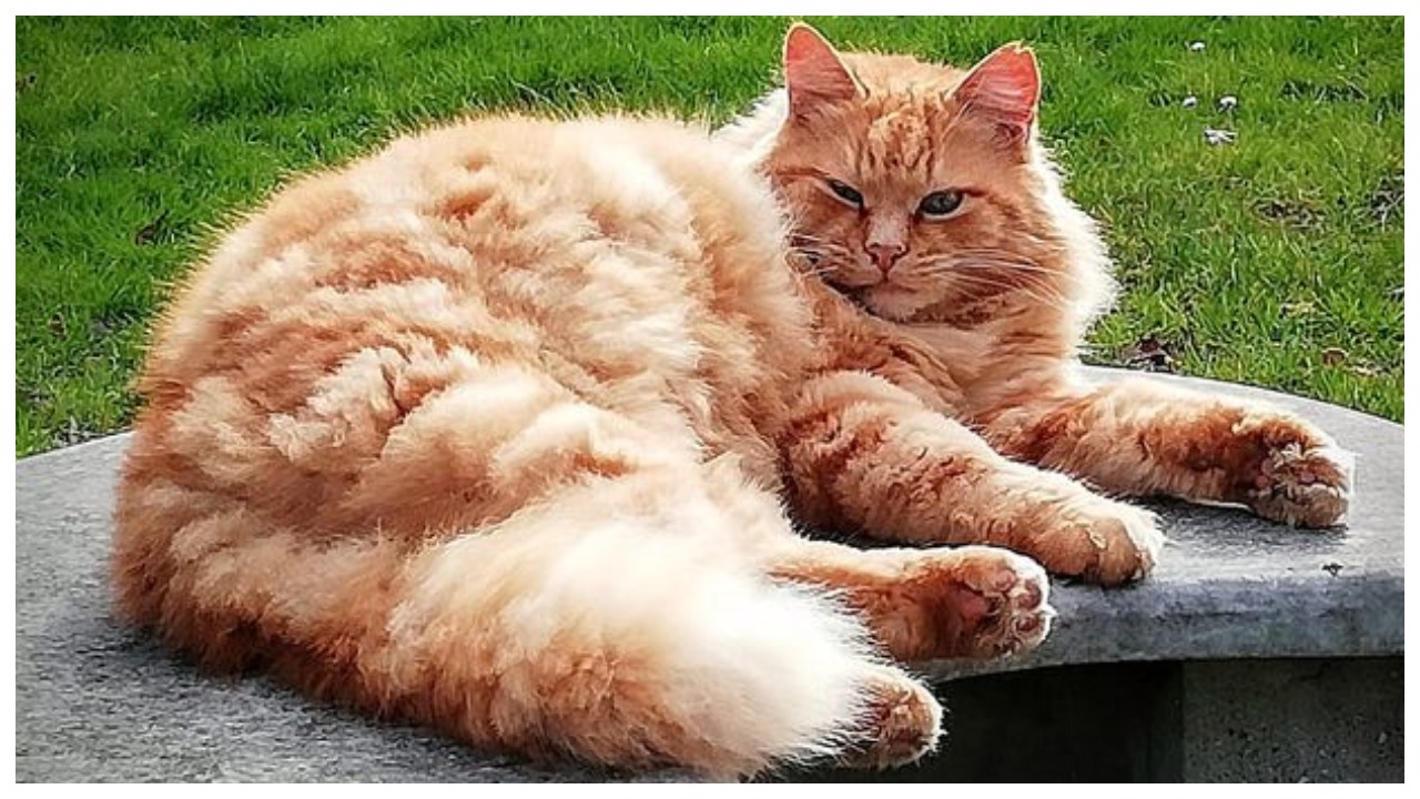 Забавные котики