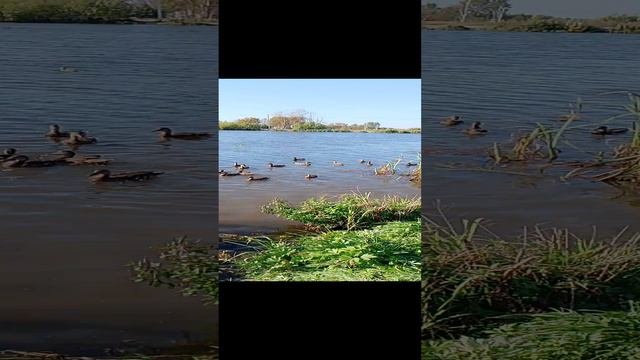 Прогулка по любимым местам Вагонки города Нижнего Тагила 11 сентября 2024 года. На одном из водоёмов
