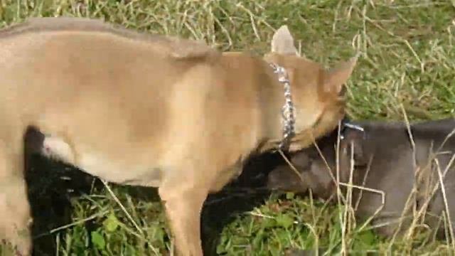 Thai Ridgeback - Submission Between Females