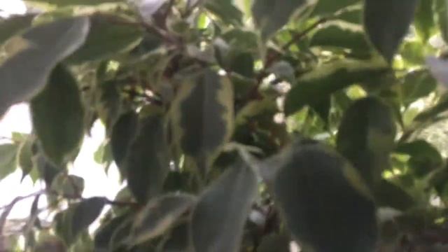 ДЕРЕВО ДОМА/КАК ВЫРАСТИТЬ, БЫСТРО БОЛЬШОЕ ДЕРЕВО/ГАЙД