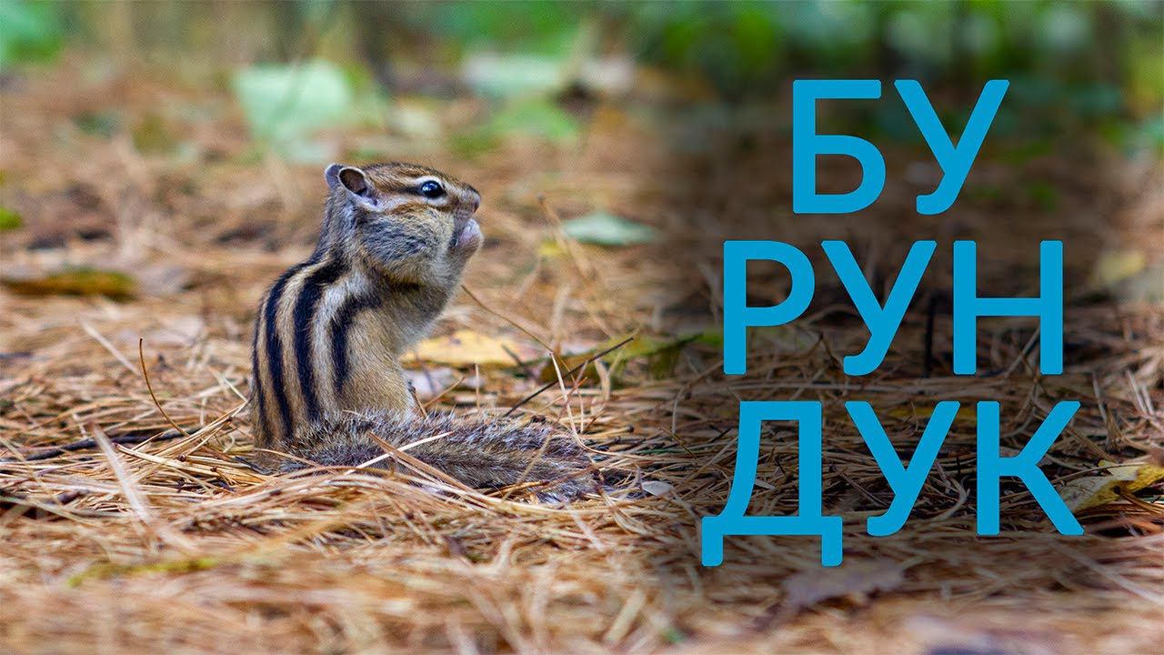 Бурундук