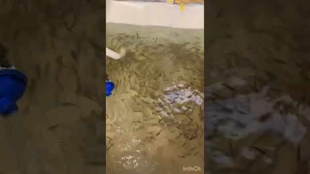Перевозка малька форели закупил новую партию.