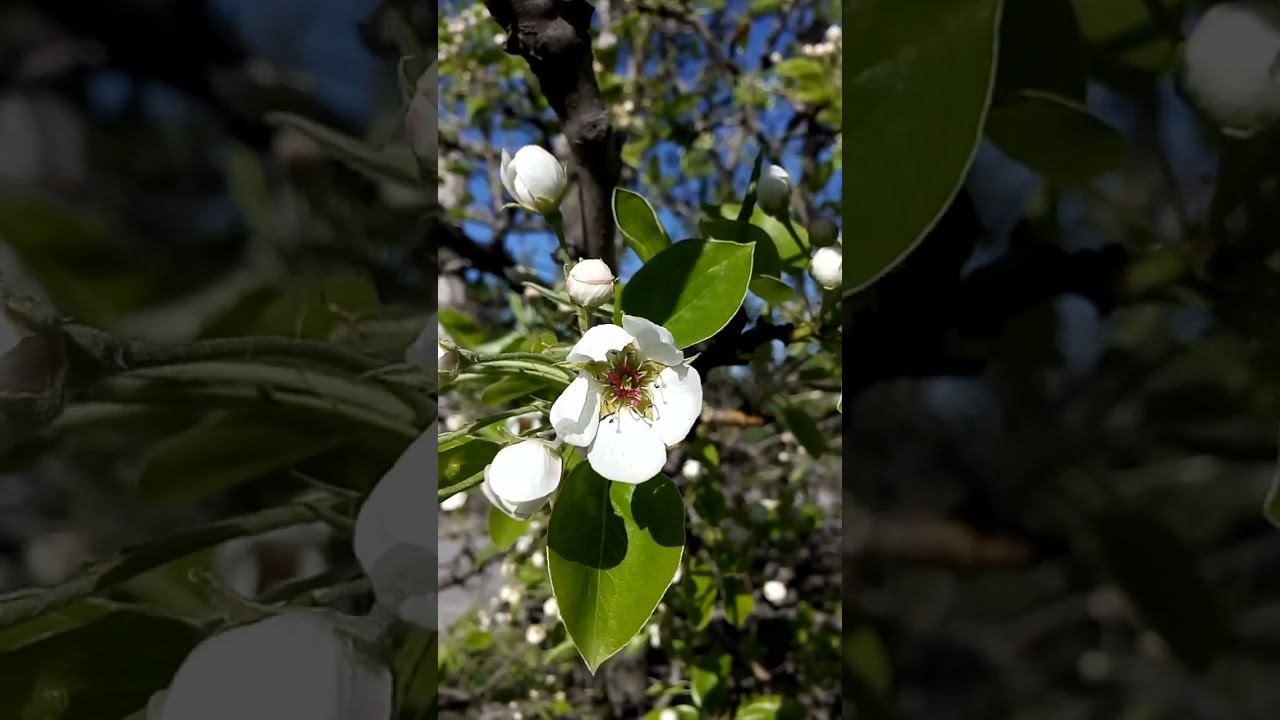 Interesting beautiful pear flowers Интересные красивые цветы груши 有趣美丽的梨花 興味深い美しい梨の花 흥미로운 아름다운 배 꽃