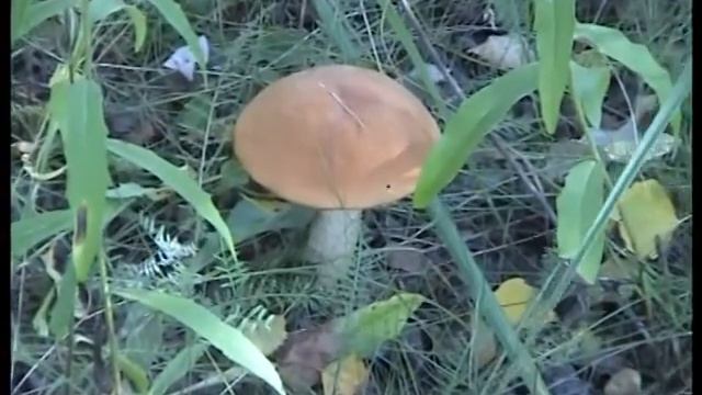 Подосиновиков видимо-невидимо на старом месте
