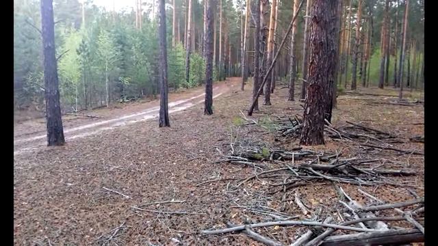 нагонка на зайца, русская гончая