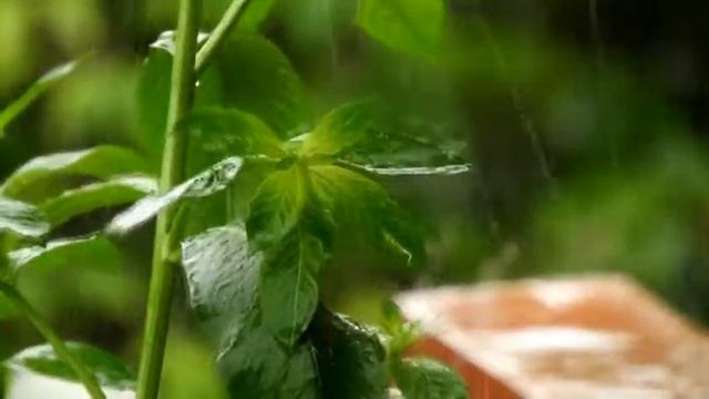 Sounds of rain for sleep and meditation / Звуки дождя для крепкого сна и медитации