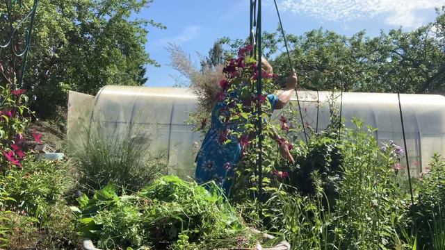 Домашнее видео: садовый обзор 15 июля