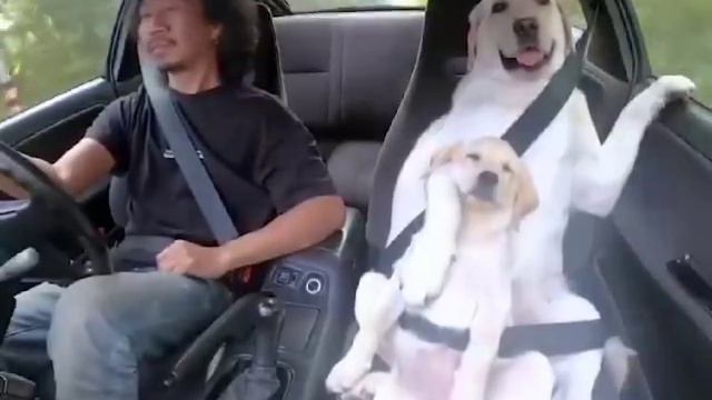 Собаки на ремнях безопасности