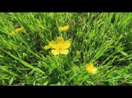 Благодарю за комментарии! Огородные мысли вслух и наяву