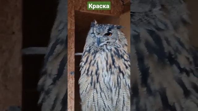 Кровь из пальца #ФилиппФилиппыч #nature #owl #animals #природа #филин #сова #животные #glebe #глебе