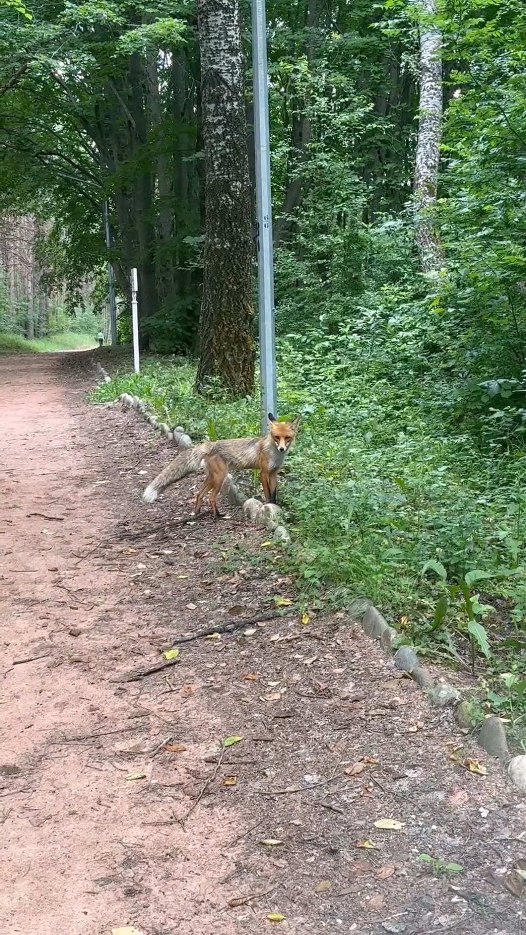 Встреча с лисой в Кисловодском парке