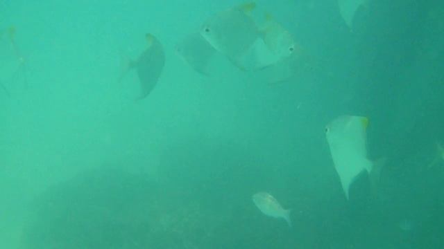 Pentax Optio W60, съемка под водой
