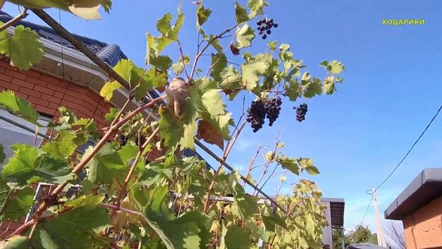 472ч Шпалеры для виноградаПереехали на юг с Урала и посадили виноград