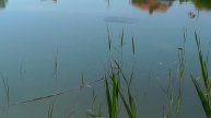 ПОКЛЕВКИ на поплавочную удочку. Fishing Озеро, Адыгея, Глубина 1,3м. Ловил 7 м от берега.  Рыбалка