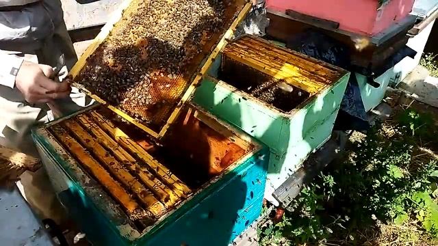 Пересаживаю пчел из ППС улья в деревянный. Оцениваю состояние семьи.