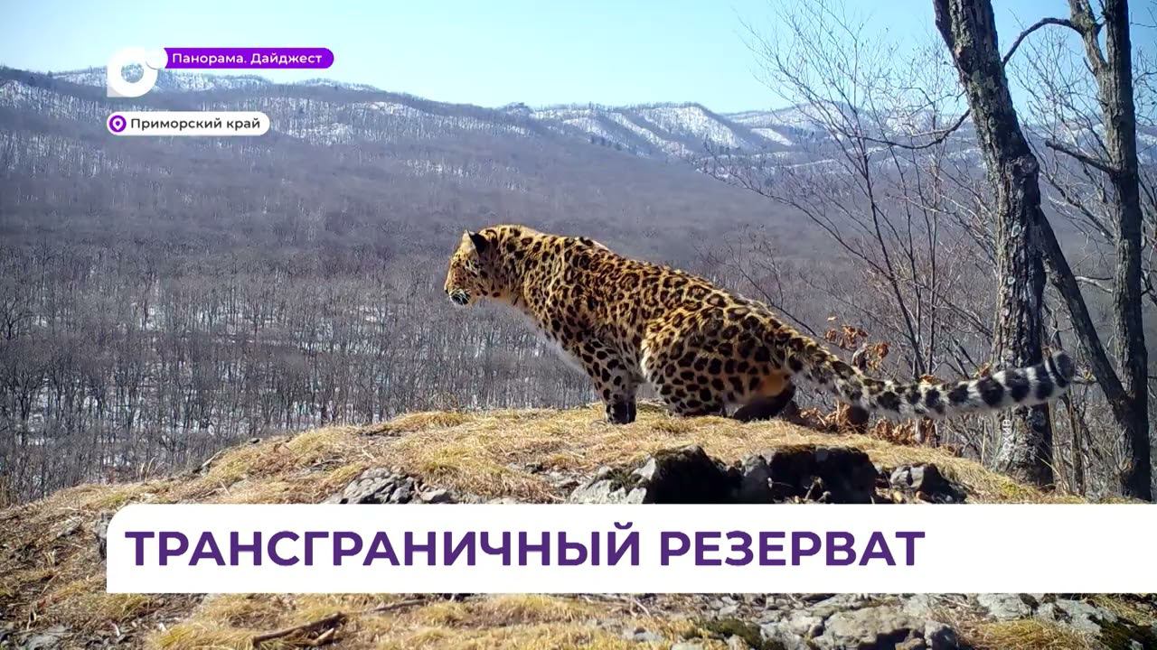 Первый в мире трансграничный резерват для тигров и леопардов появился у России и Китая