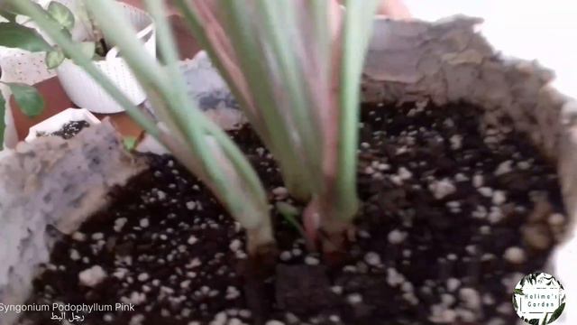جولة مع نباتاتي الداخلية# mes plantes d'interieur