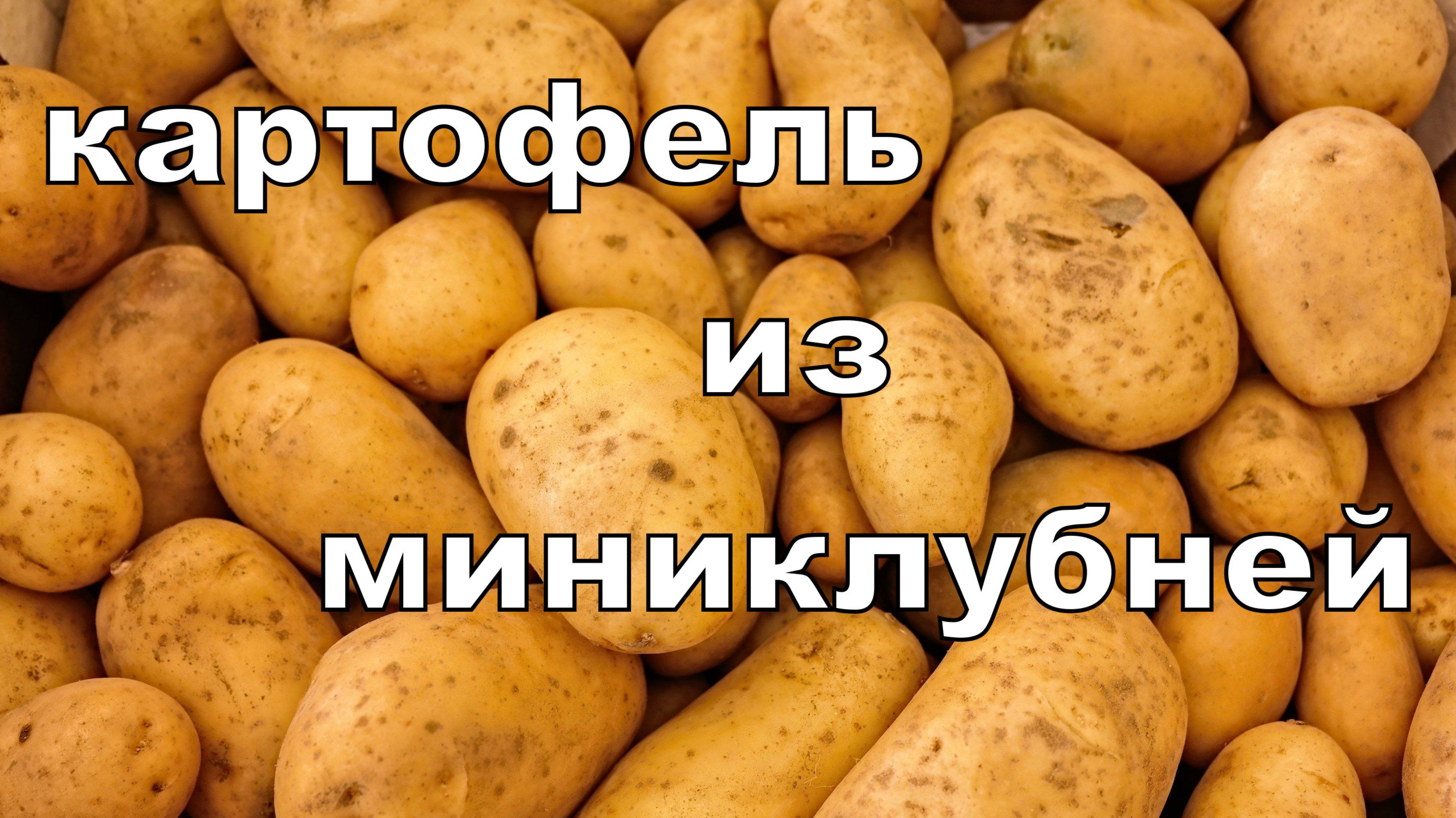 Картофель из миниклубней