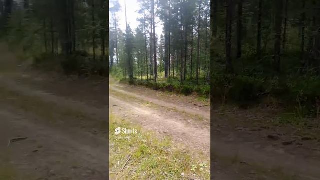 Поход в лес . Ленинградская область.