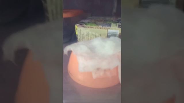 Маисовый полоз Каремелька снова меняла у себя обстановку в контейнере.