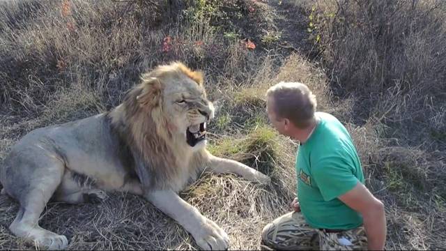 ЛЬВИНЫЙ ПАРИКМАХЕР ! Такого вы не увидите больше нигде! LION HAIRDRESSER!