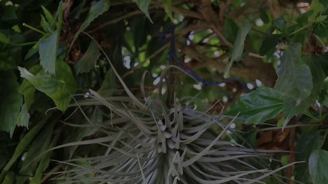 जाने जादुई पौधे Air Plant के बारे में || Tillandsia/AirPlant display Ideas