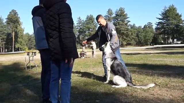 Веолар Хонда (Веолар Дарина-Марс)