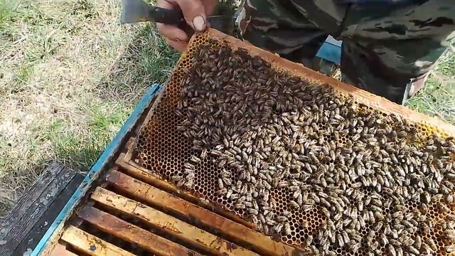 Муравьи в ульи. Роение семьи или нет . Лысая матка или нет.