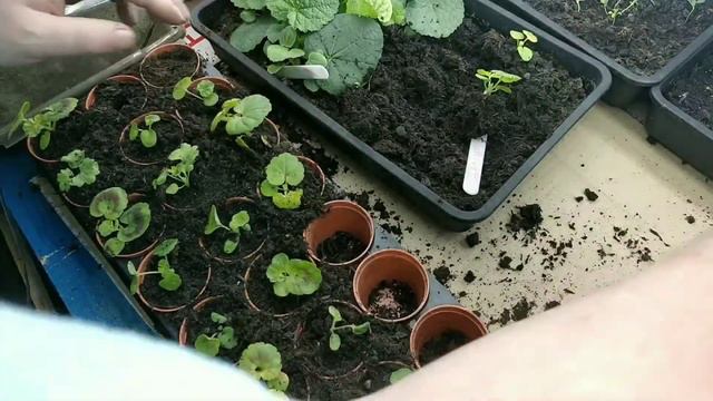 How to grow pelargoniums from seed a complete guide