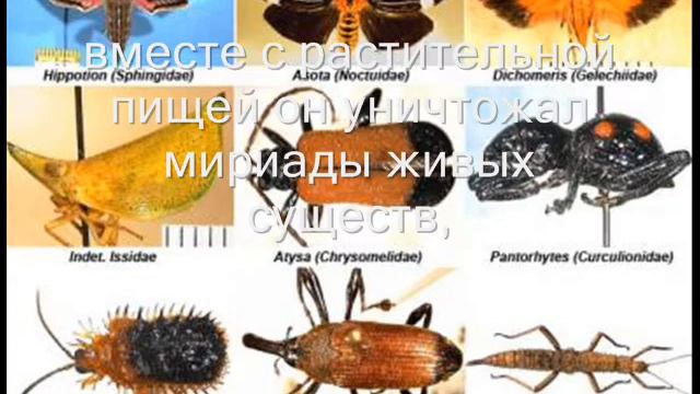 Притча  Волк и олень