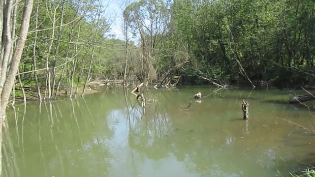 Бобриная плотина 25.05.2015г.